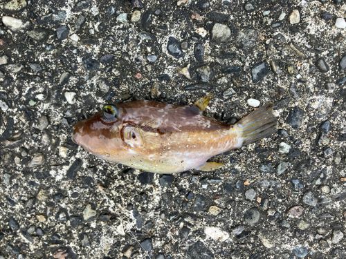 キタマクラの釣果