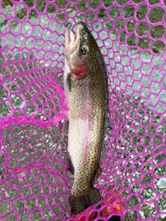 ニジマスの釣果