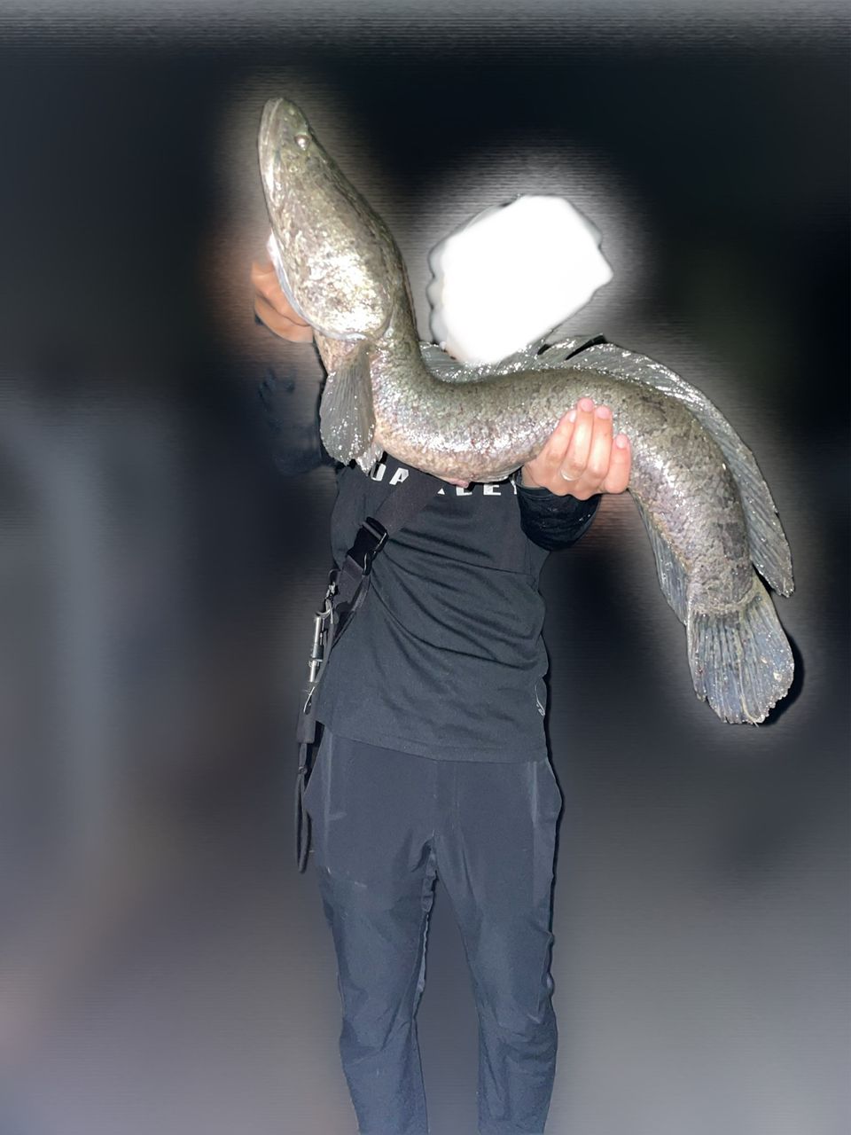 タイワンドジョウ