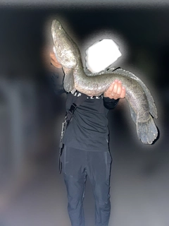 タイワンドジョウの釣果