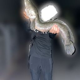 タイワンドジョウ