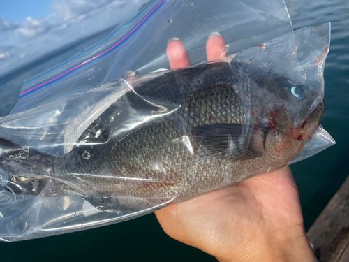 メジナの釣果