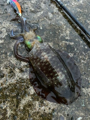 アオリイカの釣果