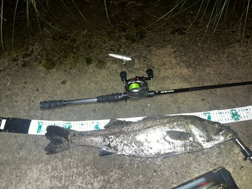 シーバスの釣果