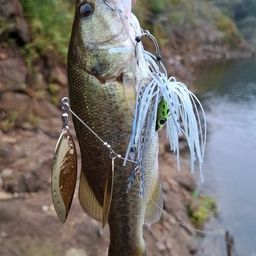 ブラックバス