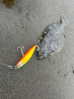 ソゲの釣果