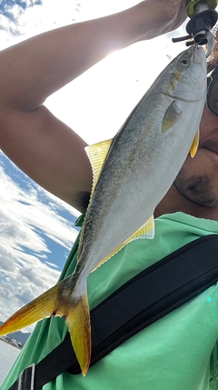 ヤズの釣果