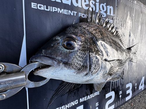チヌの釣果