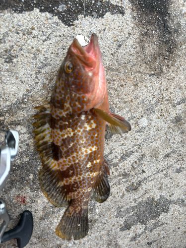 キジハタの釣果
