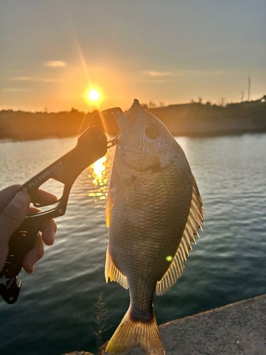 セイゴ（ヒラスズキ）の釣果