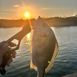 セイゴ（ヒラスズキ）