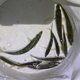 アジ