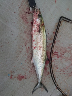 サゴシの釣果