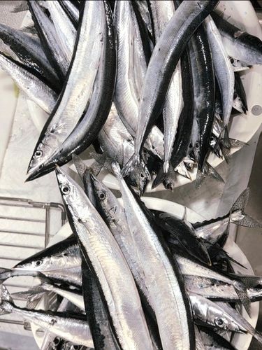 サンマの釣果