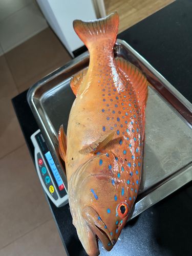 スジアラの釣果