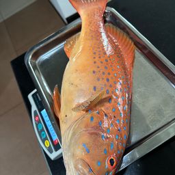 スジアラ