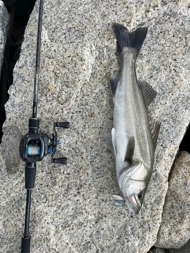 スズキの釣果