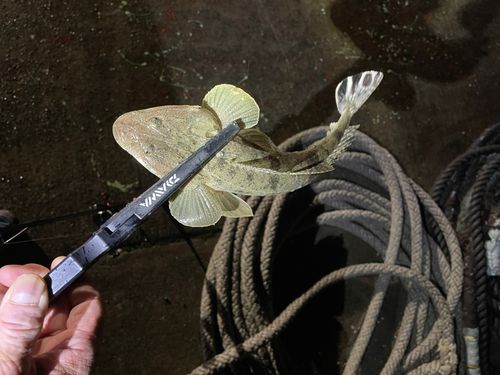 マゴチの釣果