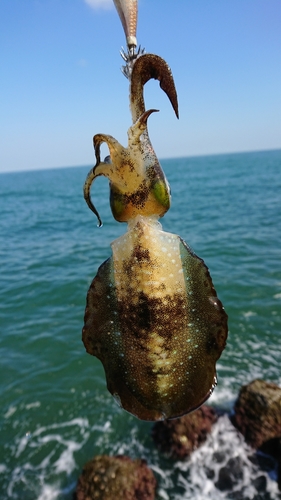 アオリイカの釣果