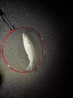 ボラの釣果