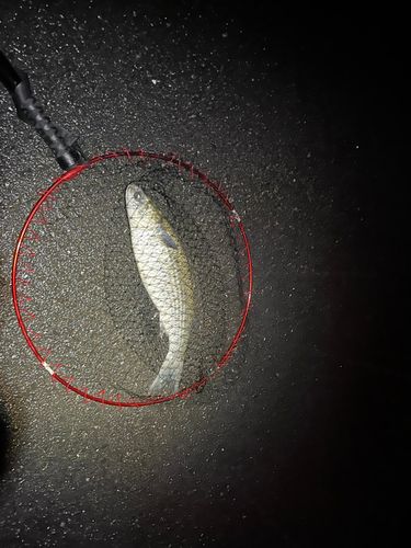 ボラの釣果