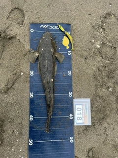 マゴチの釣果
