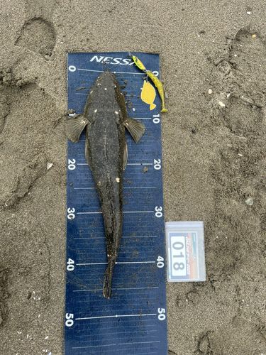マゴチの釣果