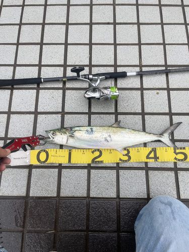 大阪湾