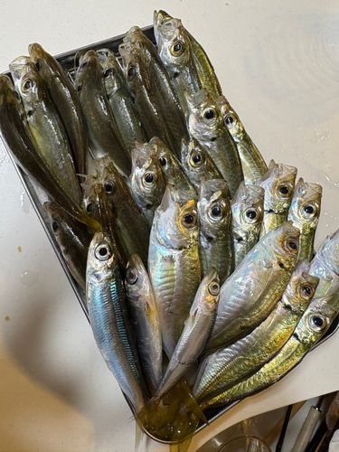 アジの釣果
