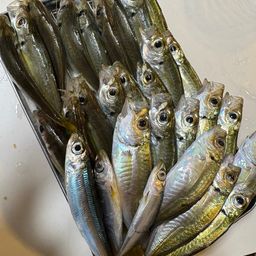 アジ