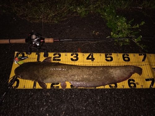 ニホンナマズの釣果