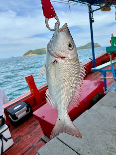 シモフリフエフキの釣果