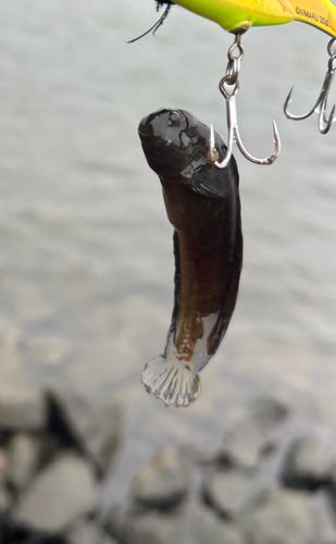 ヌマチチブの釣果