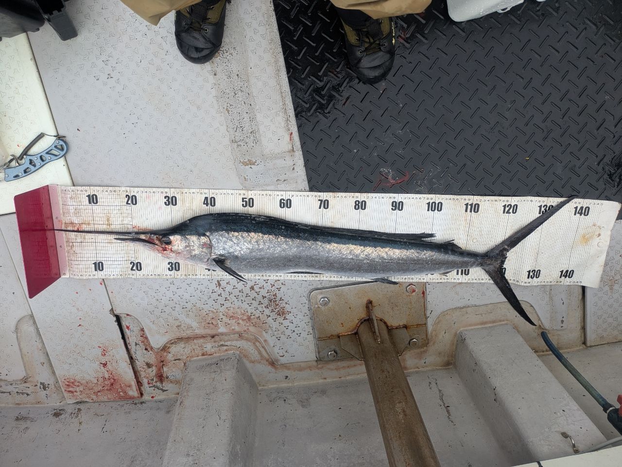 バショウカジキ