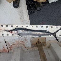 バショウカジキ