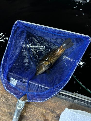 コイの釣果