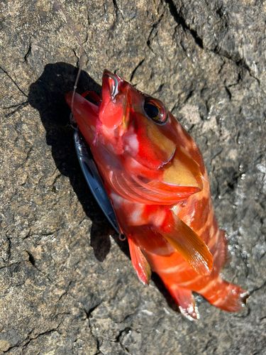 アカハタの釣果