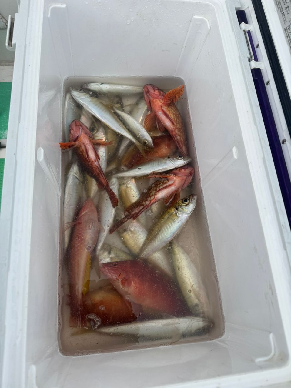 あたるんさんの釣果 2枚目の画像