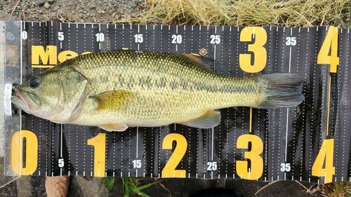 ブラックバスの釣果