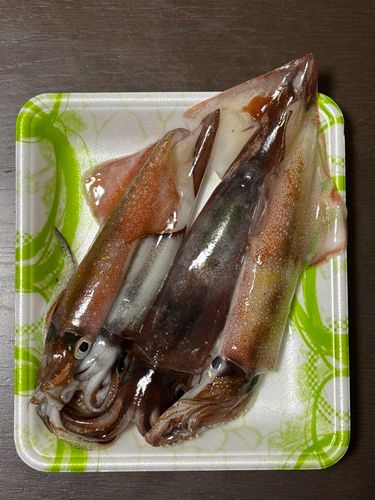 スルメイカの釣果