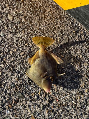 カワハギの釣果