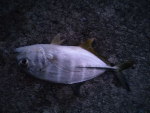 メッキの釣果