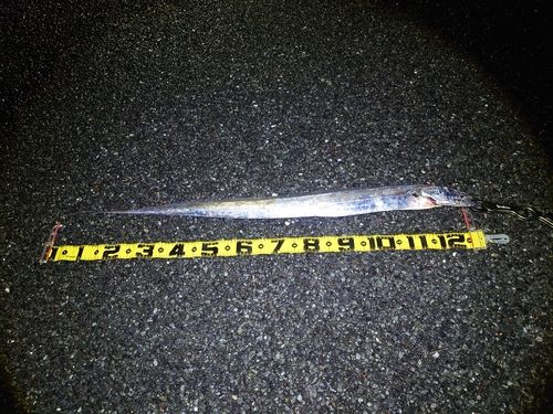タチウオの釣果