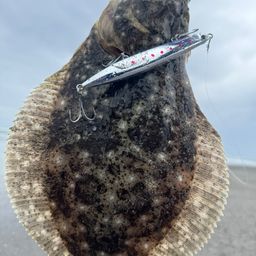 ヒラメ