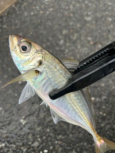 博多湾