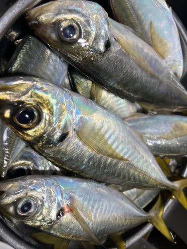 マアジの釣果