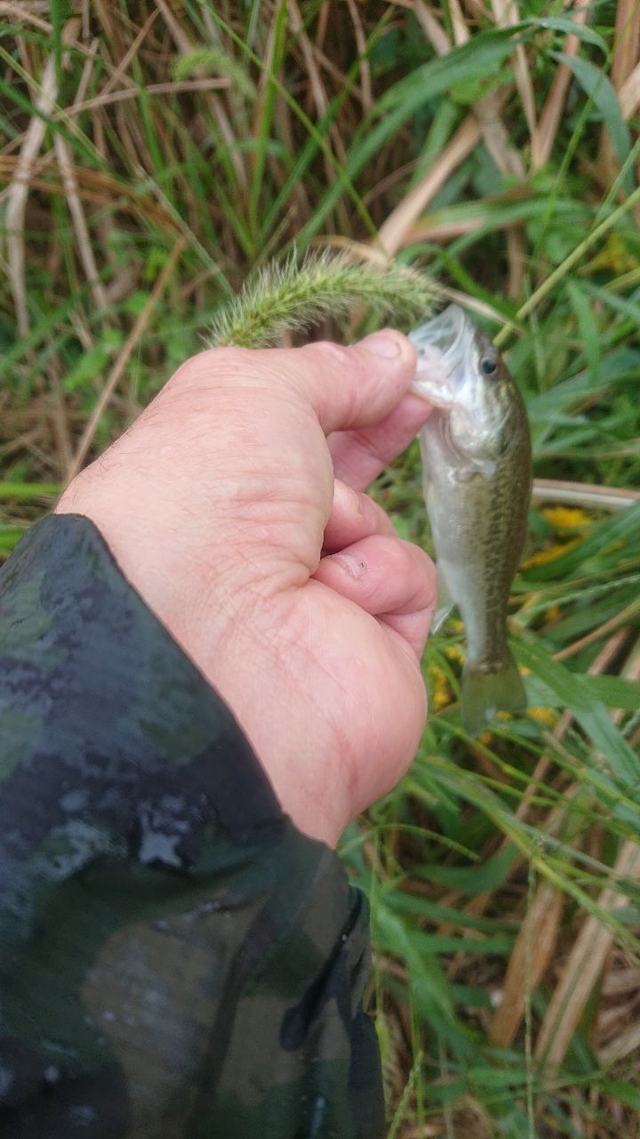 ラージマウスバス