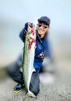 サゴシの釣果