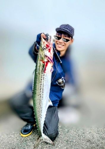 サゴシの釣果