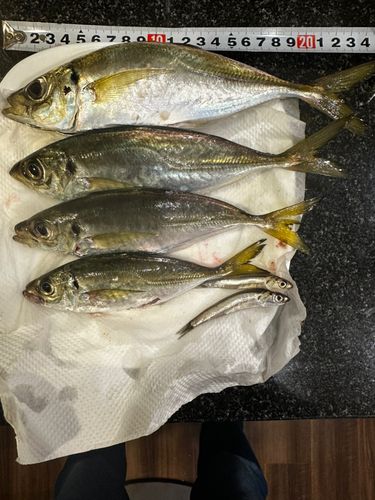 アジの釣果